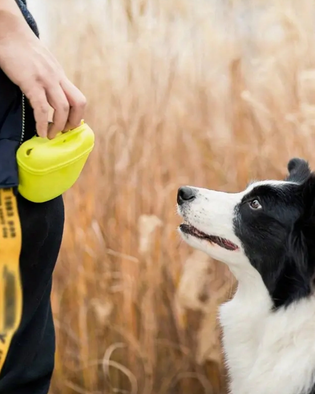 SnackLoop Waist Bag